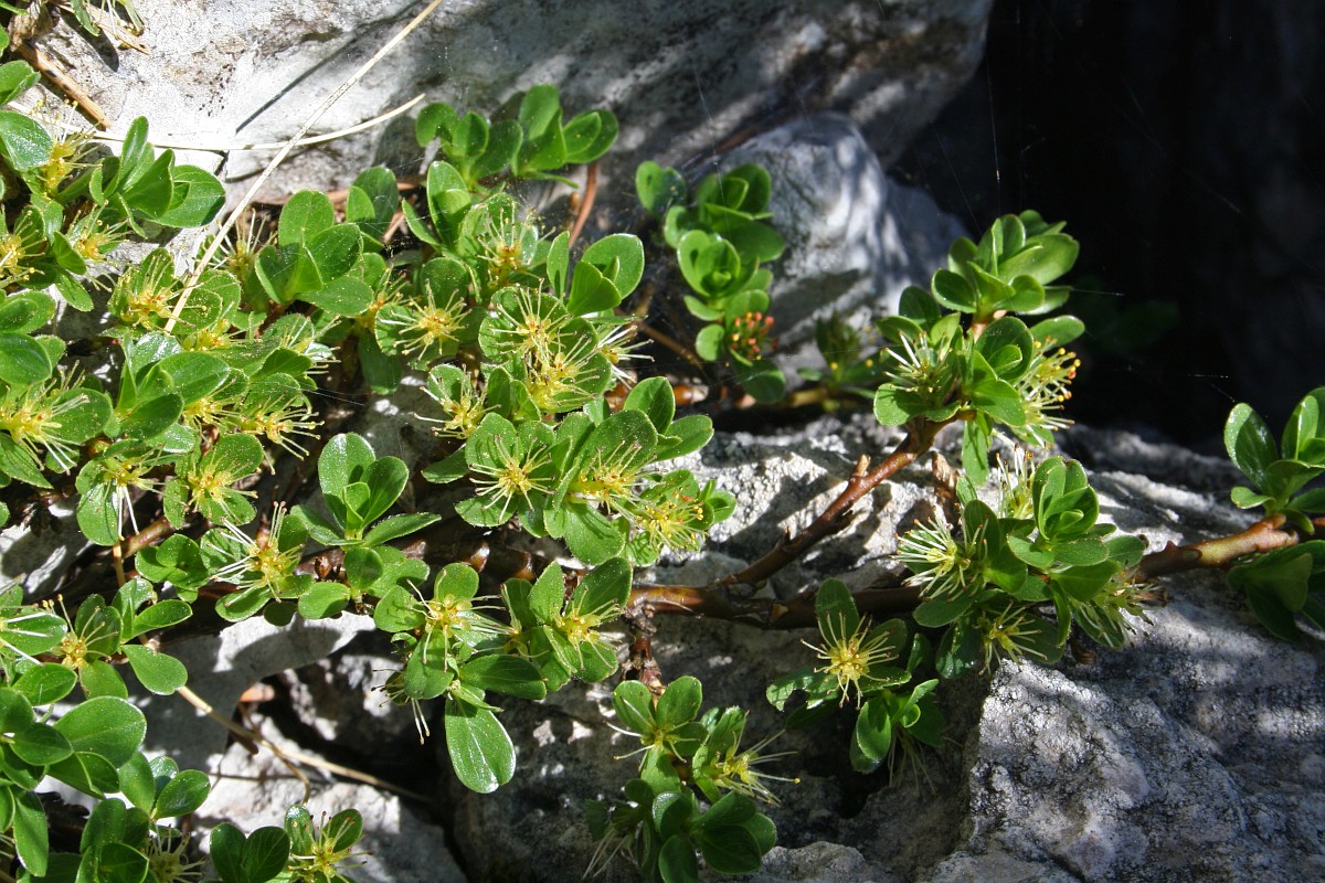 Salix retusa